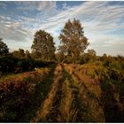 heimischer Spätsommer Spätnachmittagspaziergang 1