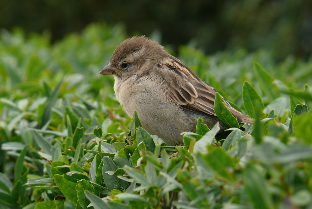 Heimischer Spatz ... 