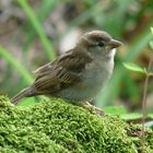 Heimischer Spatz freut sich auch auf den Frühling