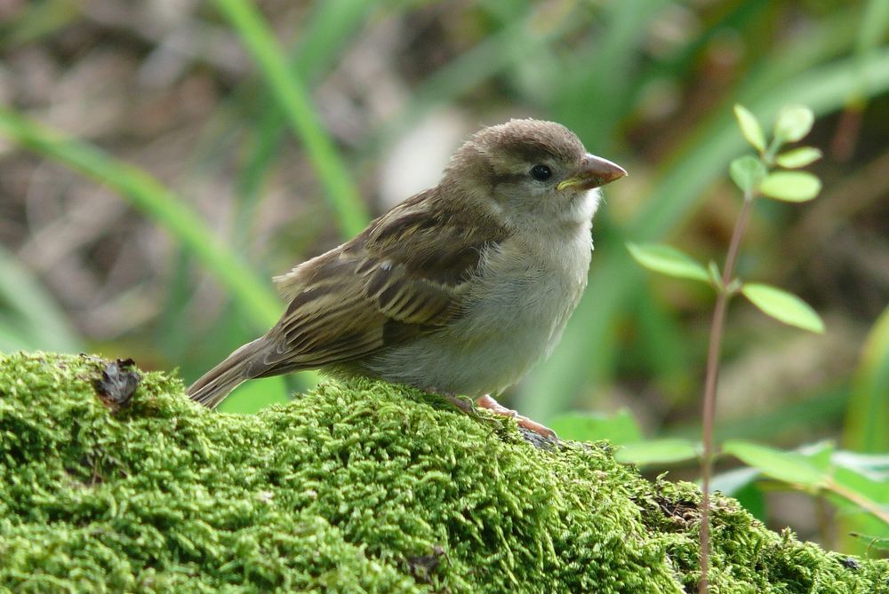 Heimischer Spatz freut sich auch auf den Frühling