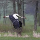 Heimischer Storch