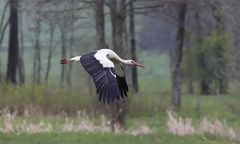 Heimischer Storch