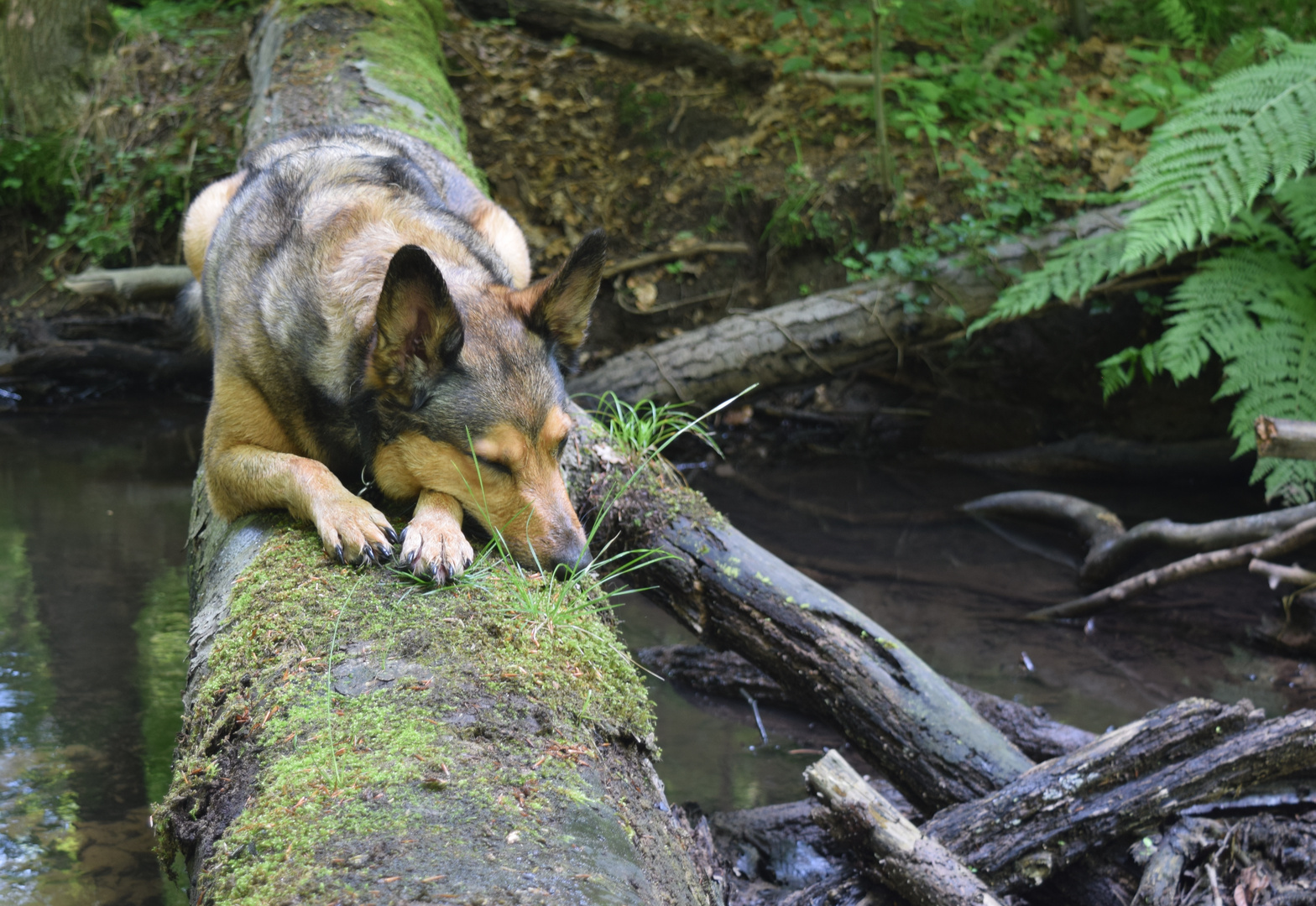 Heimischer Wildhund...