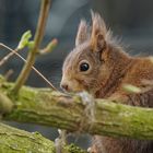 Heimisches Eichhörnchen