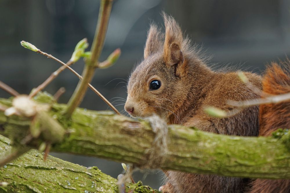 Heimisches Eichhörnchen