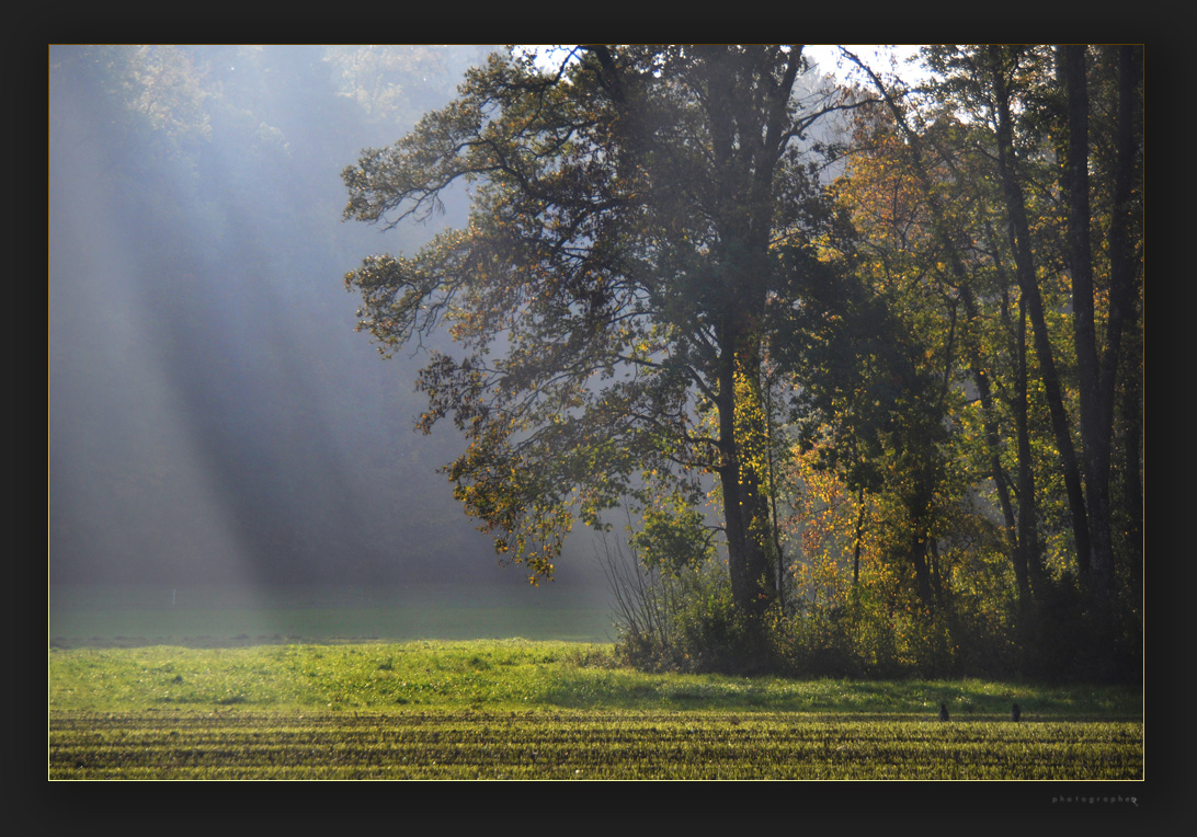 heimisches Lichtspiel ..