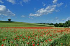 Heimisches Mohnfeld (Klatschmohn)