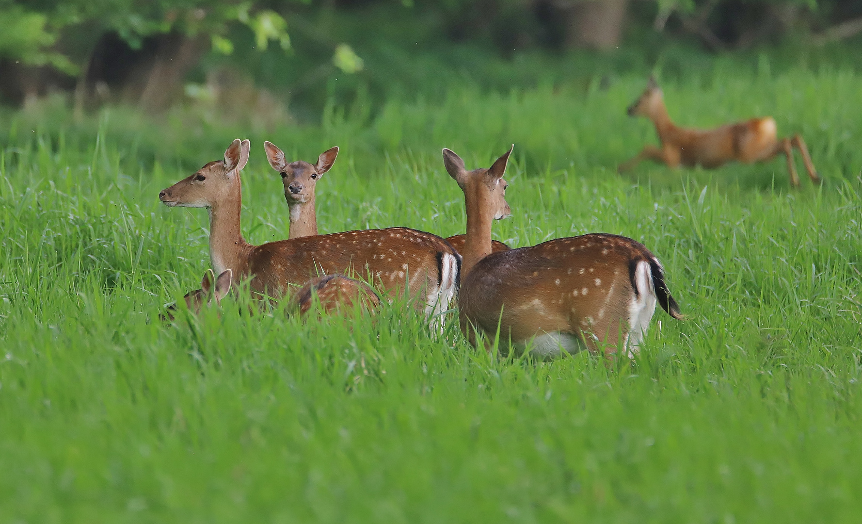 Heimisches Schalenwild