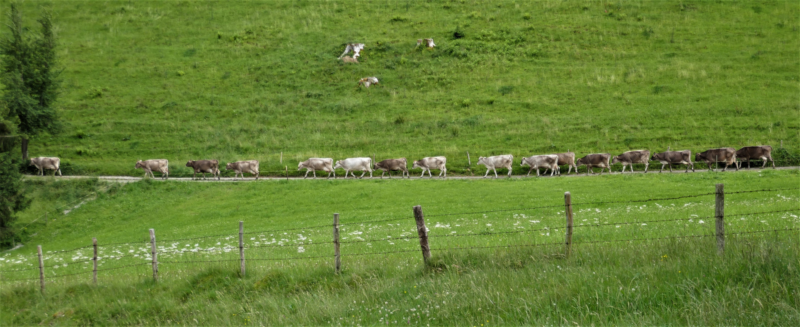 Heimkehr