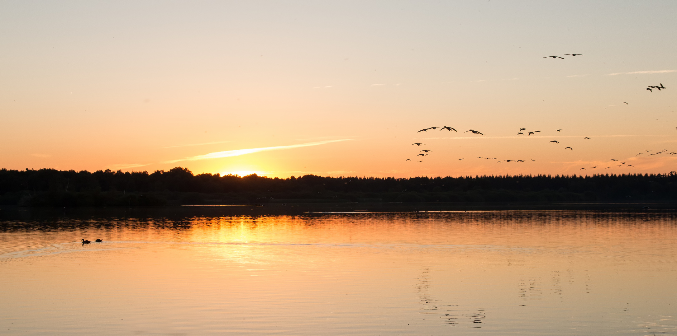 Heimkehr der Gänse