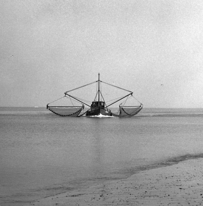 heimkehrender Krabbenfischer im Priel bei ablaufender Flut