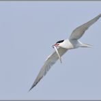 Heimkehrer... Flussseeschwalbe *Sterna hirundo*