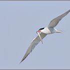 Heimkehrer... Flussseeschwalbe *Sterna hirundo*