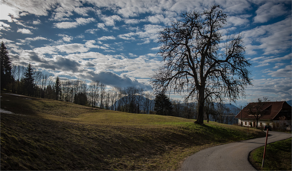 Heimkommen - zum Baum