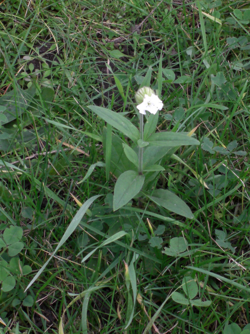 Heimlich im Gras