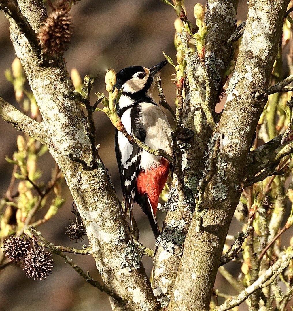 heimlicher Besuch im Liquidambar