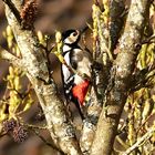 heimlicher Besuch im Liquidambar