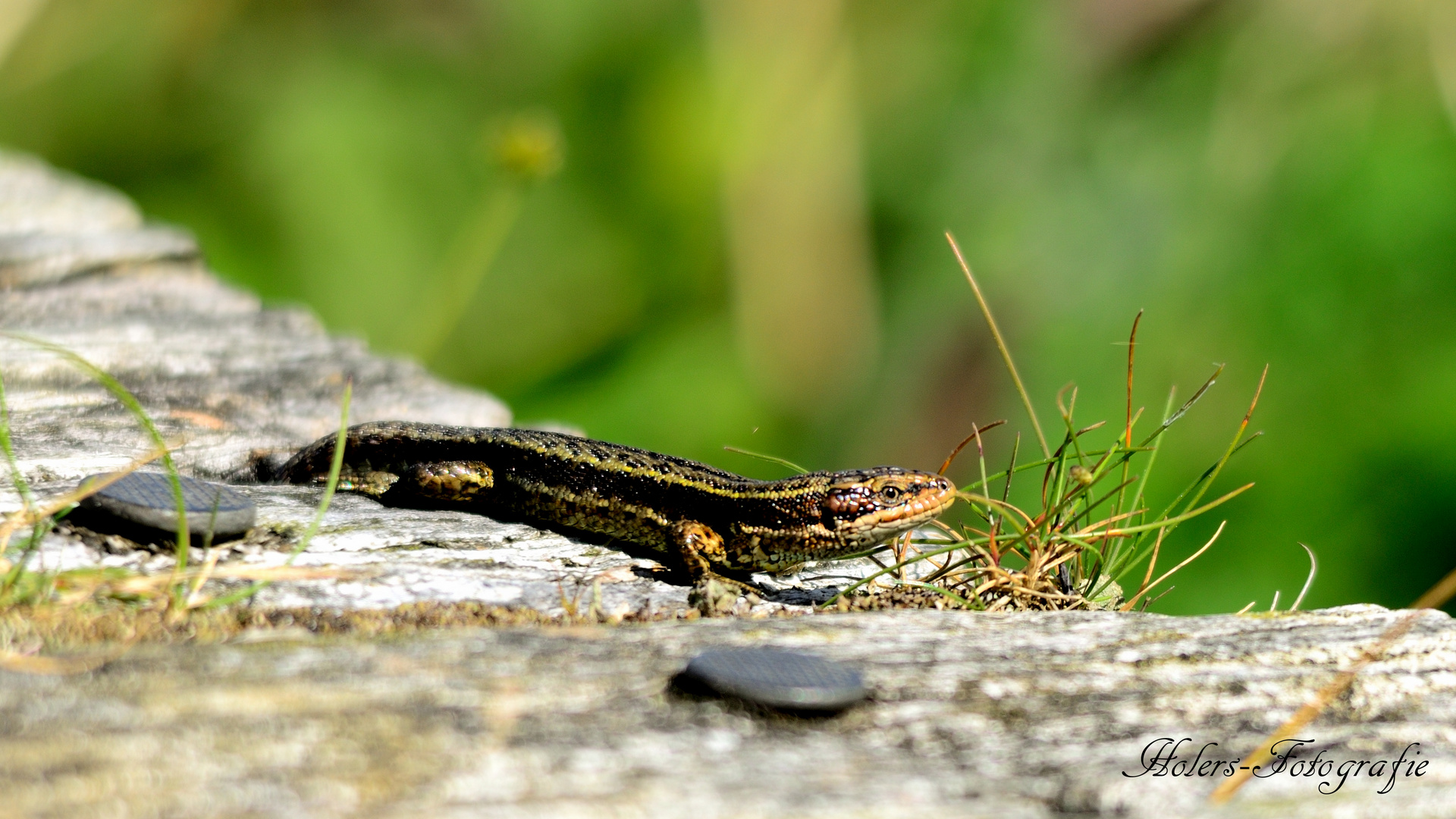 Heimlicher Besucher