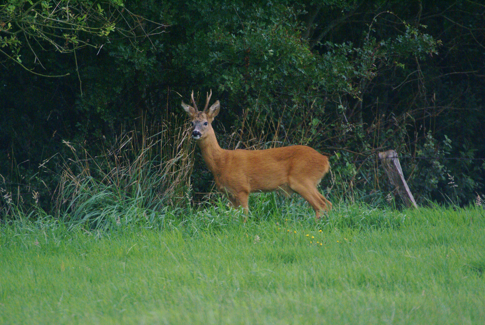 Heimlicher Bock in der Abenddämmerung