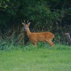 Heimlicher Bock in der Abenddämmerung