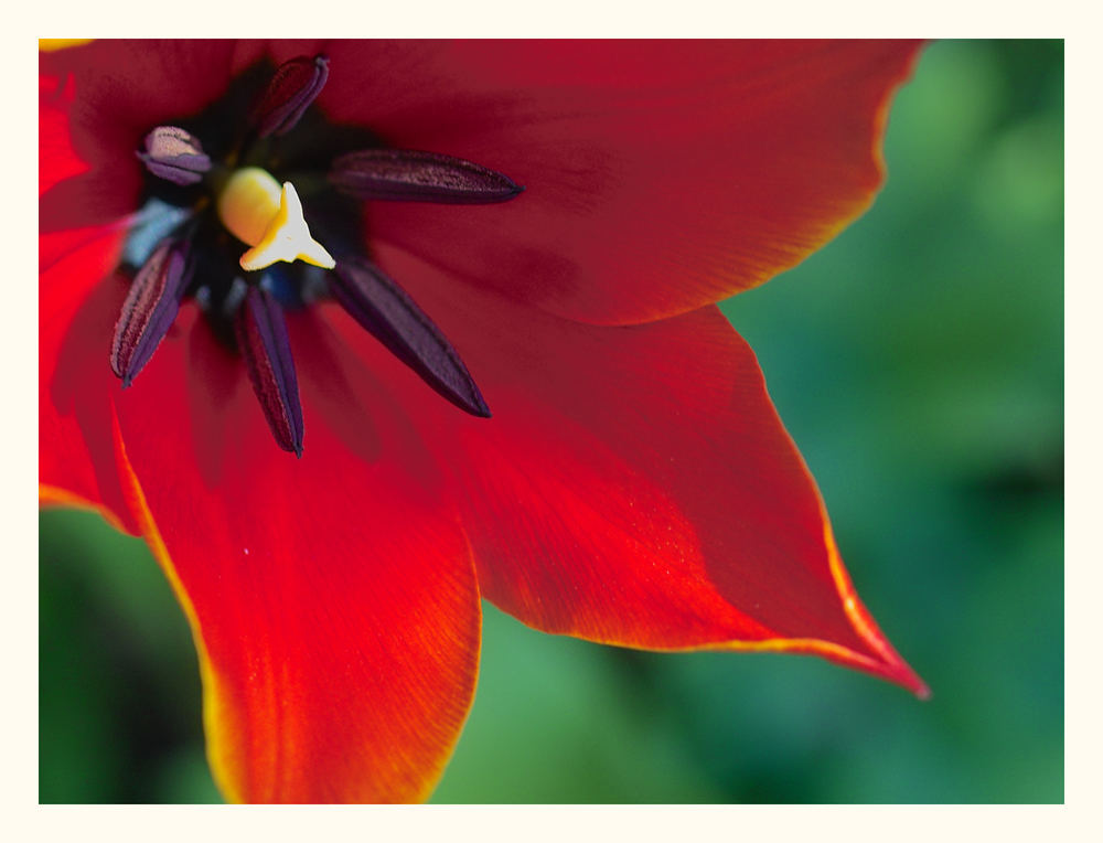 Heimlicher Einblick ins intime Tulpenleben.