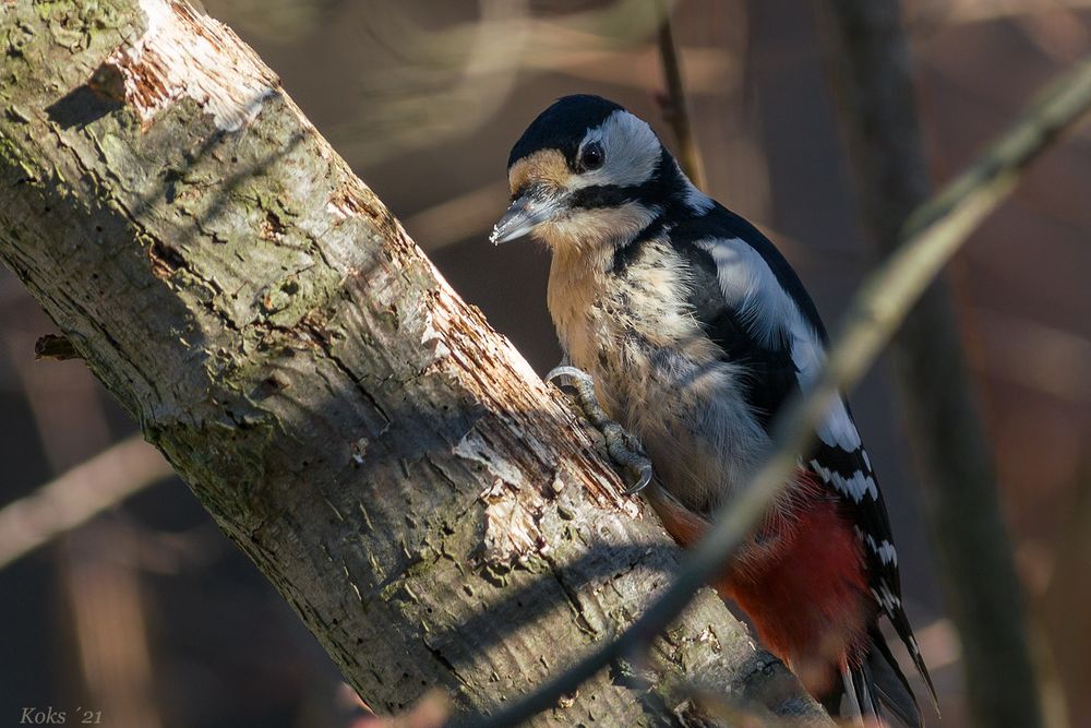 Heimlicher Klopfer