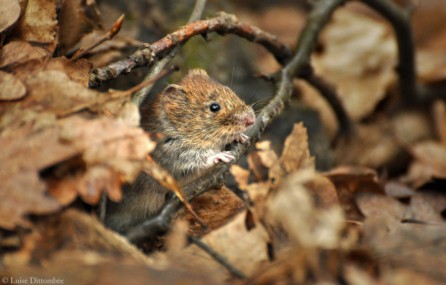 Heimlicher Waldbewohner