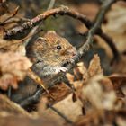 Heimlicher Waldbewohner