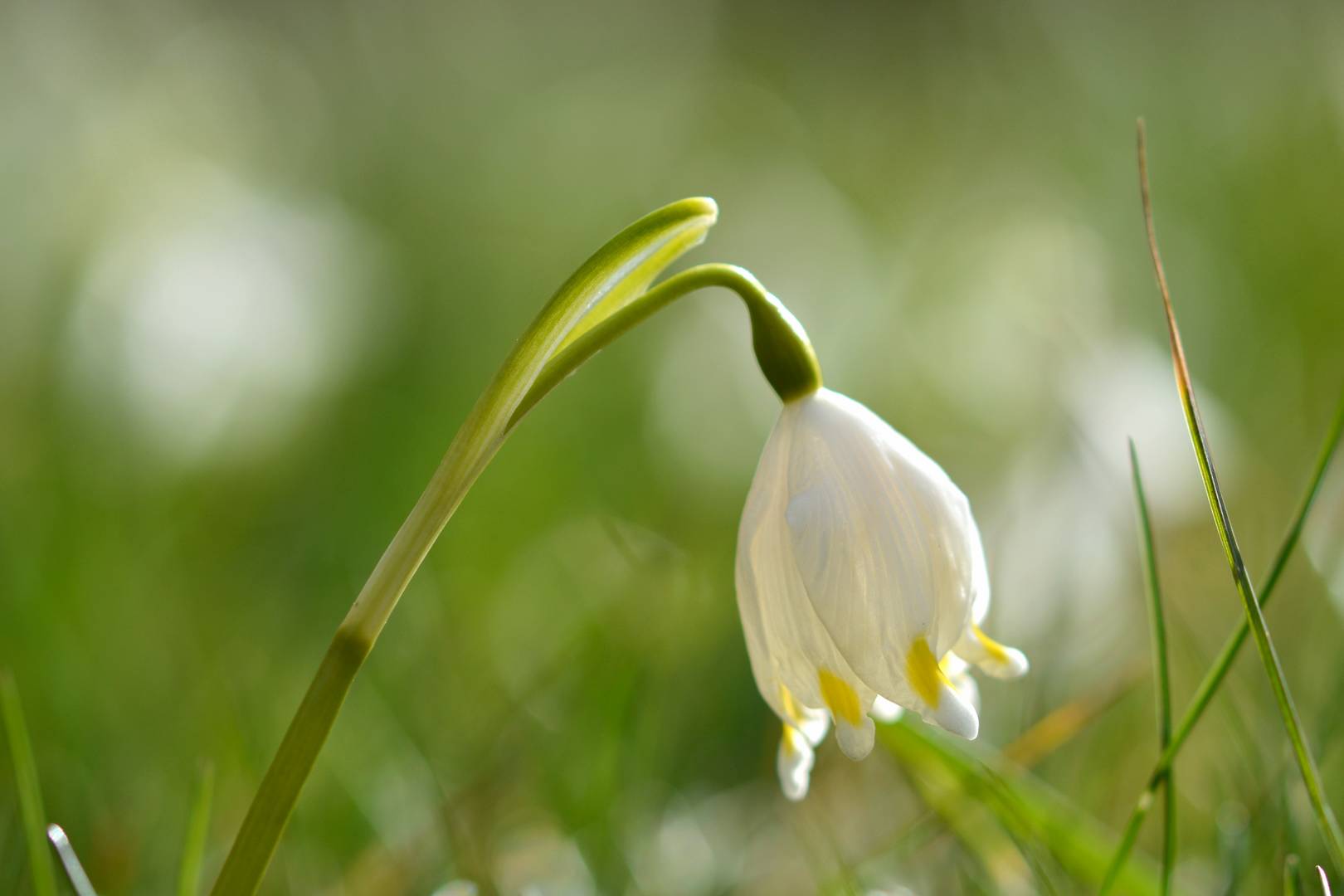 Heimliches Leuchten