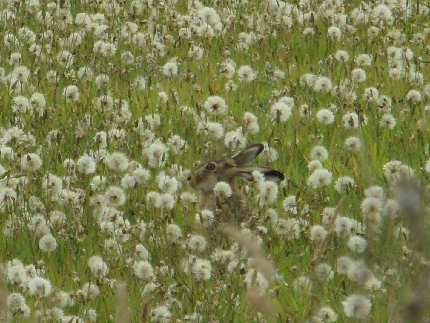 Heimliches Pusteblumen pusten