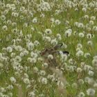 Heimliches Pusteblumen pusten