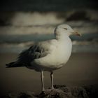 Heimspiel. Wangerooge