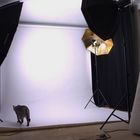 Heimstudio - klein, mein - und mit Katze!