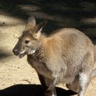 Heimtiergarten Neuenberg 1