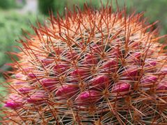 Heimtücke auf der Fensterbank - Rote Mammillaria mit Widerhaken