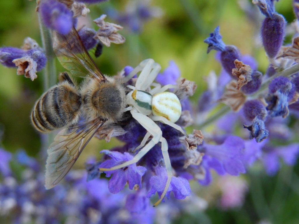 Heimtücke im Lavendel