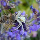 Heimtücke im Lavendel