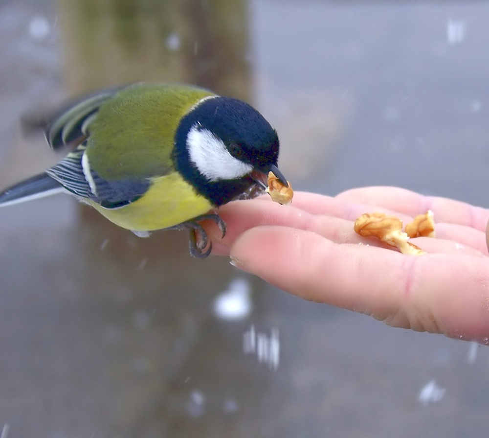 Heimtückisches Anlocken, noch Wildlife?