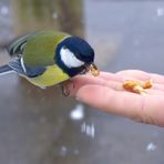 Heimtückisches Anlocken, noch Wildlife?