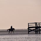 Heimwärts - Ausritt am Böhler Strand in Sankt Peter-Ording