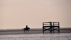 Heimwärts - Ausritt am Böhler Strand in Sankt Peter-Ording