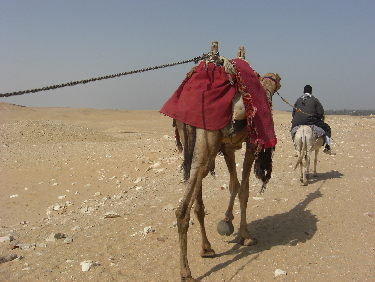 Heimwärts (Kamele in Saqqara)