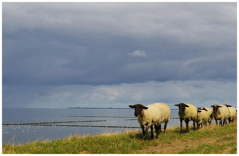 Heimwärts......heute mittag am Nordseedeich