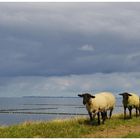 Heimwärts......heute mittag am Nordseedeich