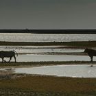 Heimweg durch die Feuchtwiesen