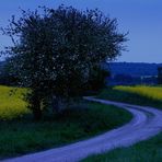 HEIMWEG zur blauen Stunde... (Blick zurück...) - 2. Variante: freigestellter Baum