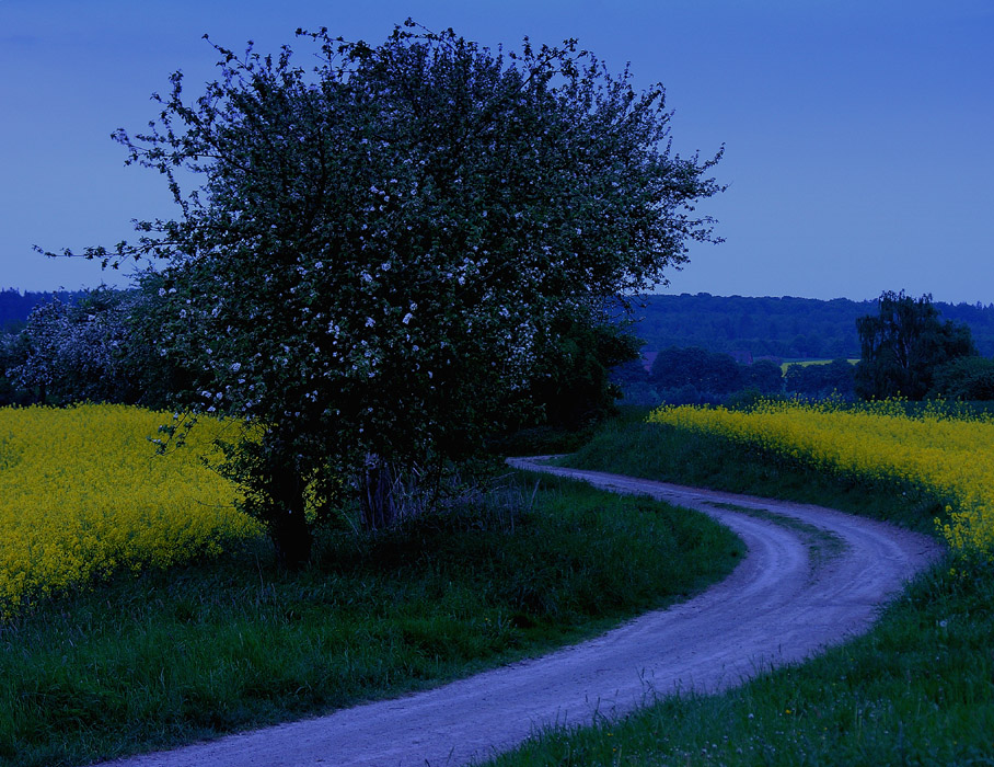 HEIMWEG zur blauen Stunde... (Blick zurück...) - 2. Variante: freigestellter Baum