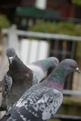 Hein ? Quoi ? Tu m'as traité de pigeon ?