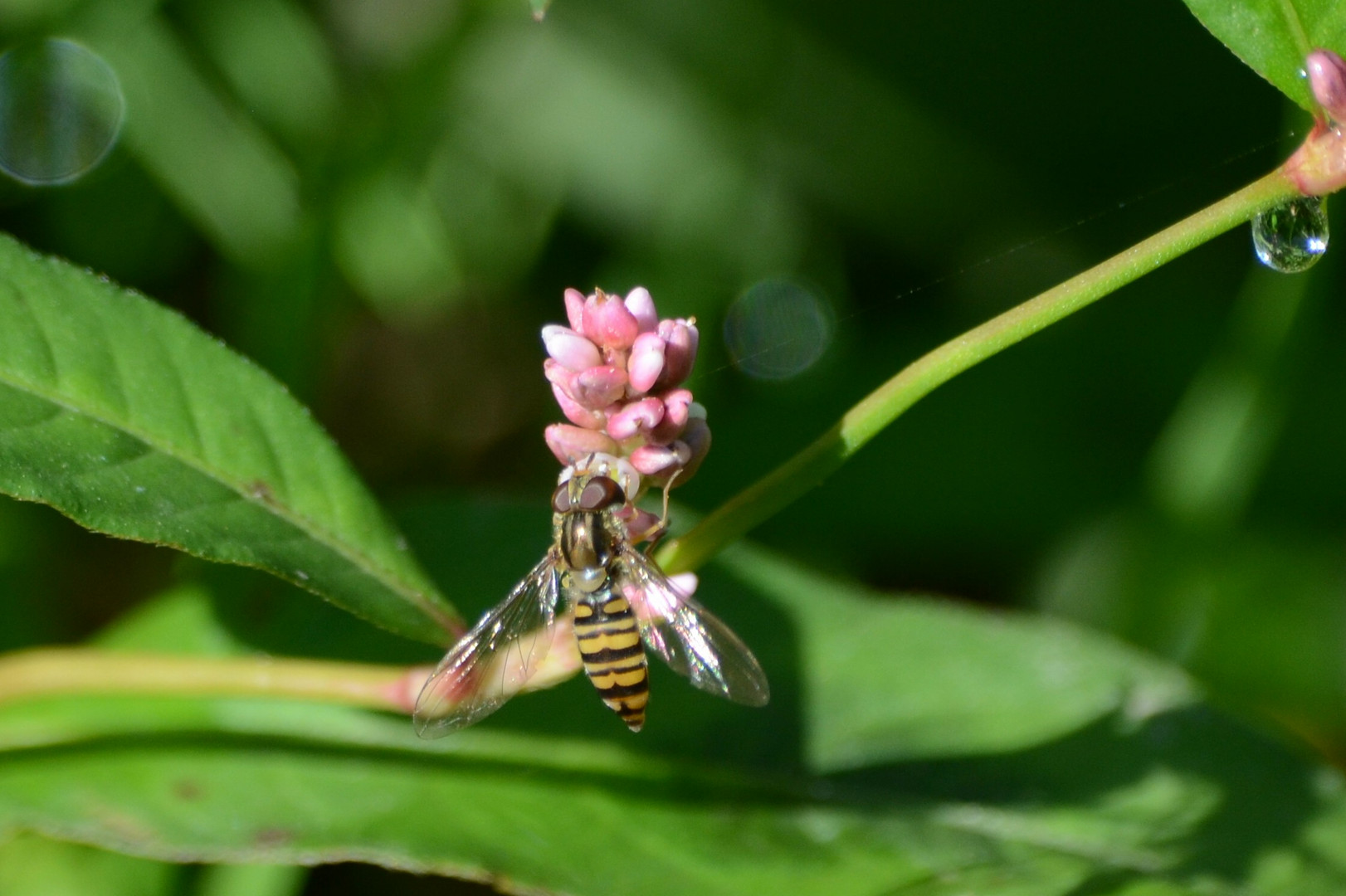 Hein-Schwebfliege auf Wasserknöterich