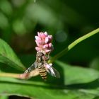 Hein-Schwebfliege auf Wasserknöterich